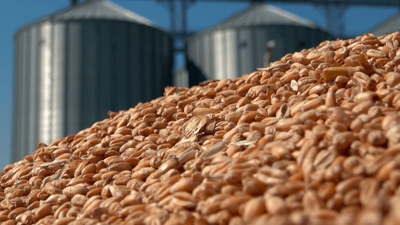 Экспорт зерновой продукции Ставрополья